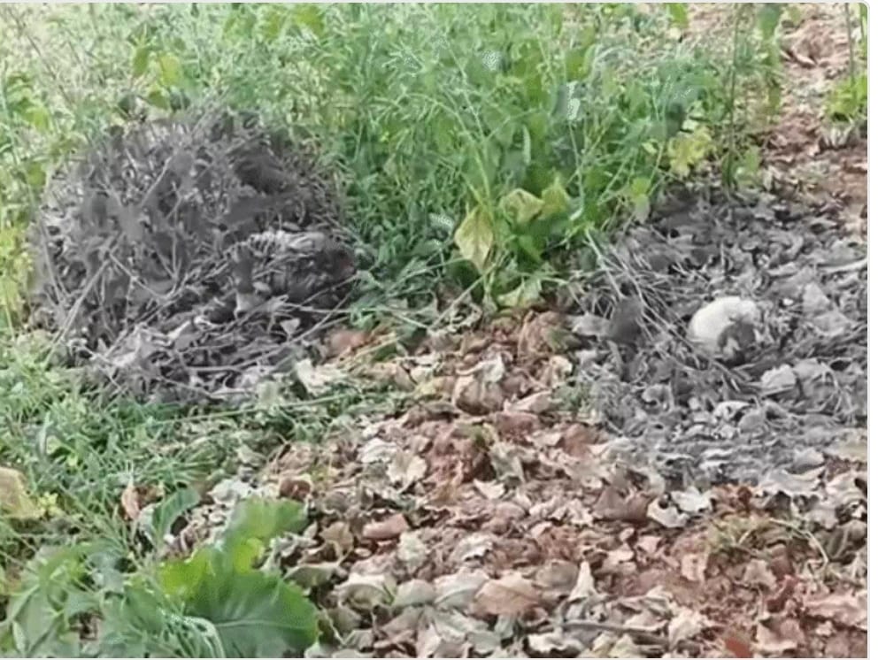 leopard attack:दो टुकड़े में मिला शव