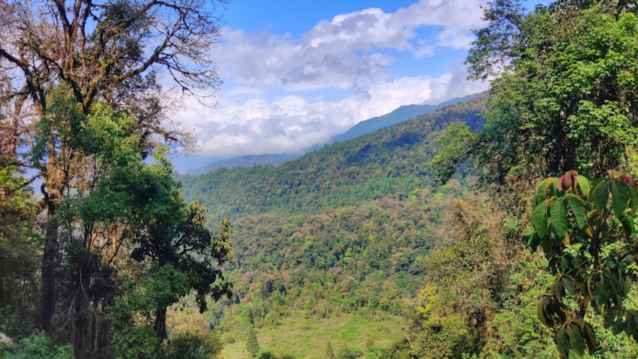 Decade-long IISc Study: Anthropogenic changes threaten eastern Himalayan birds